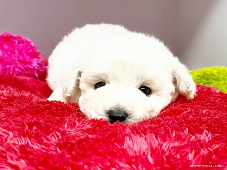 みぃ 様のお迎えした子犬