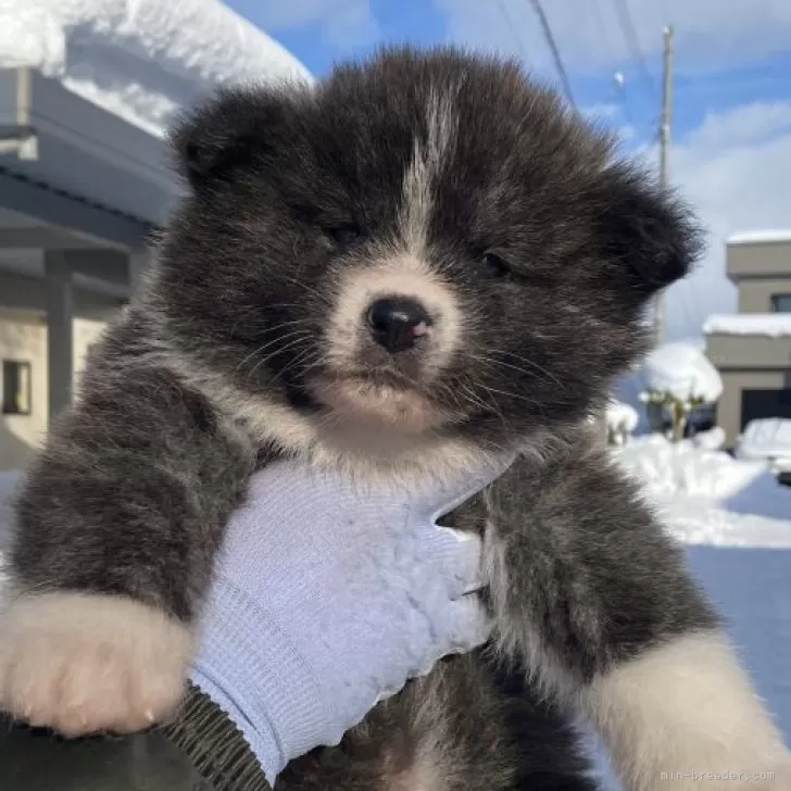 マミ 様のお迎えした子犬