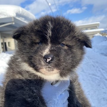 秋田犬【青森県・女の子・2024年11月23日・虎毛】の写真「黒勝ちの女の子」