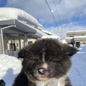 秋田犬【青森県・男の子・2024年11月23日・虎毛】の写真「凛々しい顔つきの男の子」