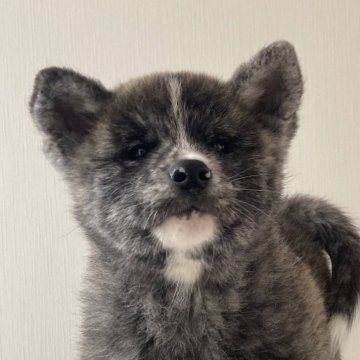 秋田犬【青森県・男の子・2024年9月17日・虎毛】の写真「黒勝ちの虎。性格良いです。」