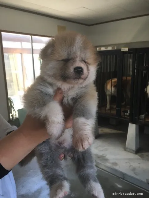 秋田犬【青森県・男の子・2020年5月22日・赤】の写真1「6/22撮影」