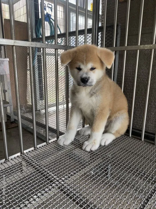 秋田犬【青森県・男の子・2021年6月22日・赤毛】の写真1「8／21撮影」