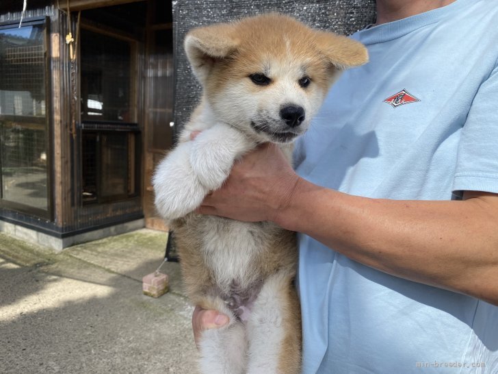 秋田犬 青森県 男の子 21年7月15日 赤 活発な性格の男の子 みんなのブリーダー 子犬id 2109 031