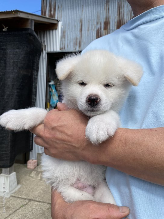 秋田犬の子犬をお迎えいただいたお客様の声 口コミ 評判 東北 みんなのブリーダー