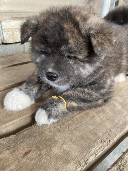 秋田犬 青森県 男の子 2019年12月5日 虎毛 赤虎の男の子 みんなのブリーダー 子犬id 2001 02185