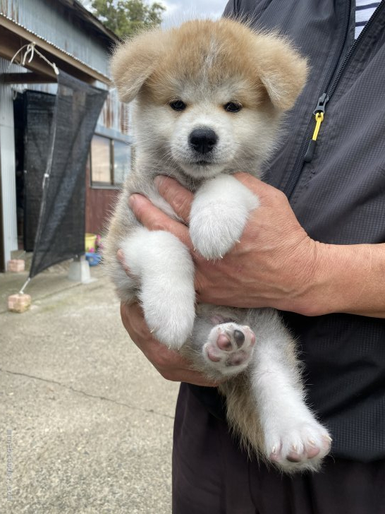 秋田犬 青森県 男の子 21年8月12日 赤 性格の優しい男の子 みんなのブリーダー 子犬id 2110