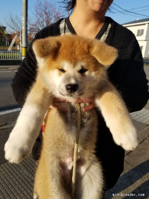 秋田犬 青森県 男の子 17年8月14日 赤毛 赤毛のオス です みんなのブリーダー 子犬id 1710