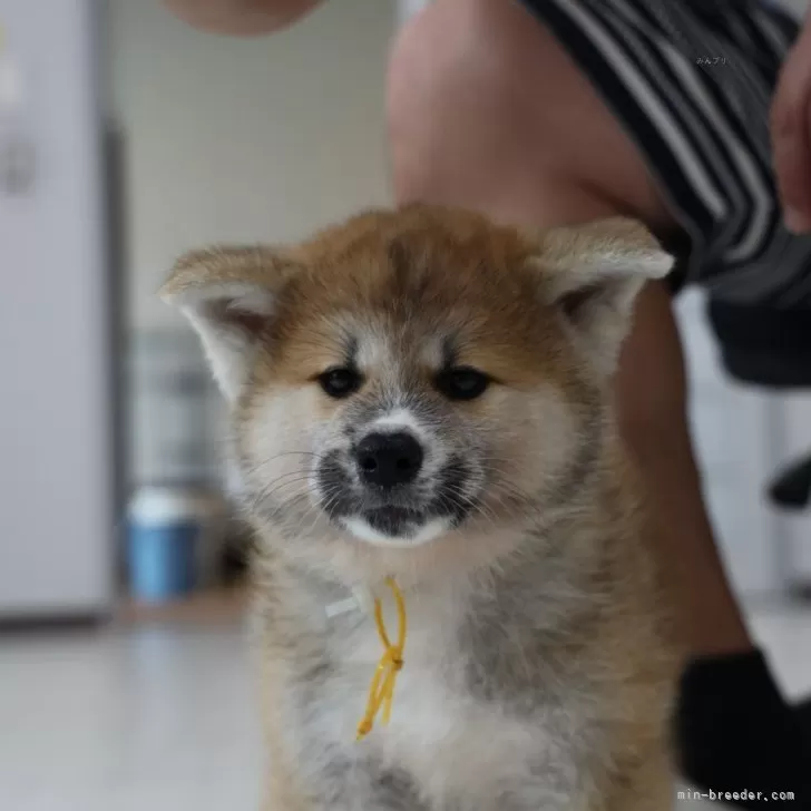 秋田犬【青森県・女の子・2024年7月19日・赤毛】の写真1「顔の黒みは綺麗になくなります。」