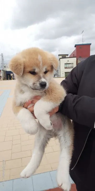 秋田犬【青森県・男の子・2019年9月15日・赤毛】の写真1「11/3撮影」