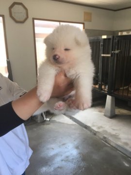 秋田犬【青森県・男の子・2020年5月22日・白】の写真「白の男の子、三兄弟です。」