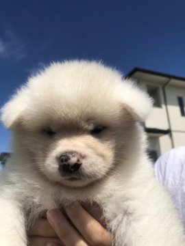 秋田犬【青森県・女の子・2019年6月6日・白】の写真「白の女の子」