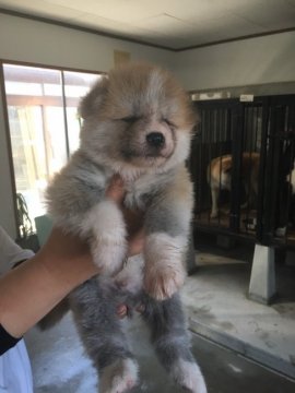 秋田犬【青森県・男の子・2020年5月22日・赤】の写真「赤毛の男の子」