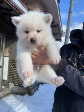 秋田犬【青森県・男の子・2021年12月13日・白】の写真「真っ白な男の子」