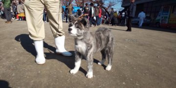 秋田犬【青森県・男の子・2018年8月12日・虎毛】の写真「綺麗な縞模様の虎毛の男の子」