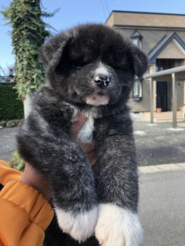 秋田犬【青森県・男の子・2019年9月5日・虎】の写真「威厳のある素晴らしい黒虎です。」