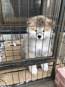 秋田犬【青森県・男の子・2020年12月29日・赤毛(長毛)】の写真「長毛の男の子」