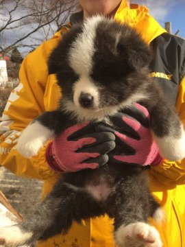 秋田犬【青森県・女の子・2019年10月21日・虎】の写真「個性的な虎毛の女の子」