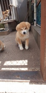 秋田犬【青森県・男の子・2019年7月6日・赤毛】の写真「赤毛の男の子」