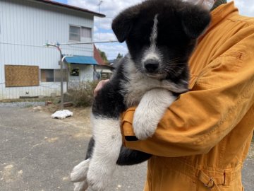 秋田犬【青森県・男の子・2021年1月29日・虎毛】の写真「黒虎」