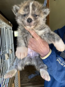 秋田犬【青森県・男の子・2021年3月11日・虎毛(赤虎)】の写真「綺麗な縞目の赤虎の男の子」