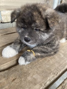 秋田犬【青森県・男の子・2019年12月5日・虎毛】の写真「赤虎の男の子」