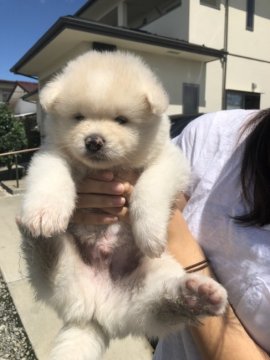 秋田犬【青森県・男の子・2019年6月6日・白】の写真「長毛の白の男の子(わさおタイプ)」