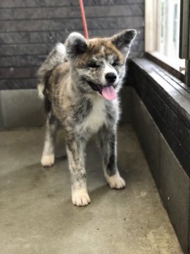 秋田犬【青森県・女の子・2019年6月6日・虎毛】の写真「赤虎の綺麗な女の子」