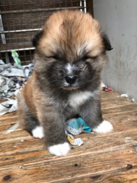 秋田犬【青森県・男の子・2021年8月7日・赤毛】の写真「赤毛の長毛の男の子」