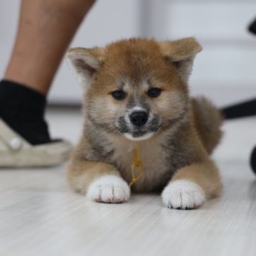 秋田犬【青森県・男の子・2024年7月19日・赤毛】の写真「訳あり、綺麗な顔立ちの男の子」