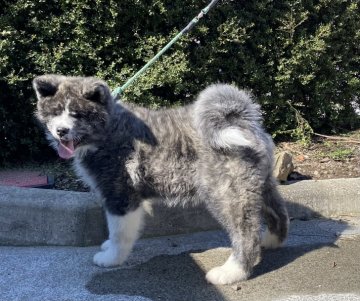 秋田犬【青森県・男の子・2021年11月22日・虎】の写真「骨太、嫌味のない綺麗な虎毛」