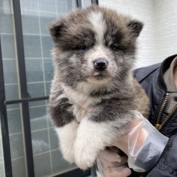 秋田犬【青森県・男の子・2023年1月11日・虎毛】の写真「綺麗な虎毛の男の子」