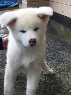 秋田犬【青森県・男の子・2018年8月4日・白】の写真「綺麗な白牡♂」