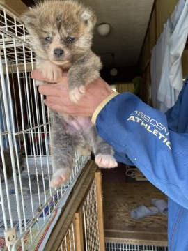 秋田犬【青森県・男の子・2021年3月11日・虎毛(赤虎)】の写真「可愛い目つきの男の子」