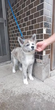 秋田犬【青森県・男の子・2019年6月6日・虎】の写真「可愛い男の子」