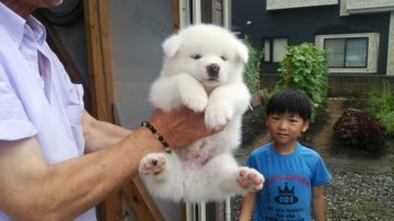 秋田犬【青森県・男の子・2017年6月6日・白】の写真「綺麗な白の男の子」