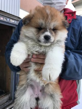 秋田犬【青森県・女の子・2020年12月30日・赤毛(長毛)】の写真「かわいい綺麗な色合いの女の子」