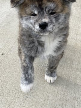 秋田犬【青森県・男の子・2019年12月5日・虎毛】の写真「赤虎の男の子」