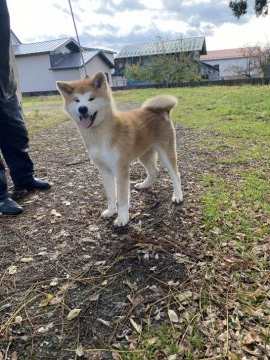 秋田犬【青森県・男の子・2021年6月4日・赤】の写真「キリッと男前」