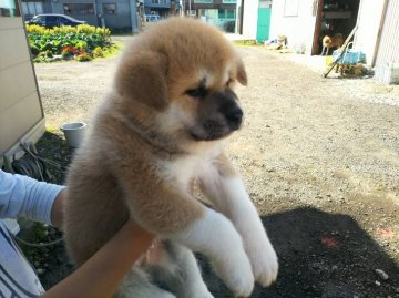 秋田犬【青森県・男の子・2018年9月9日・赤毛】の写真「赤毛の男の子」