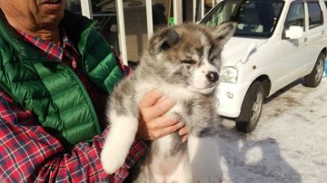 秋田犬【青森県・女の子・2015年12月1日・虎毛】の写真「爽やかな虎です。」