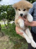 青森県の土佐犬の子犬を探す 専門ブリーダー直販の子犬販売 みんなのブリーダー