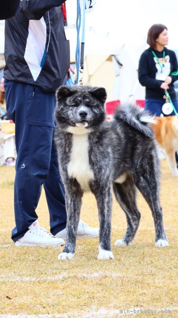 秋田犬【・男の子・2023年1月14日・虎】