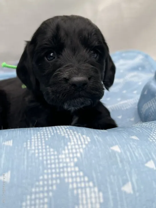 naoko 様のお迎えした子犬