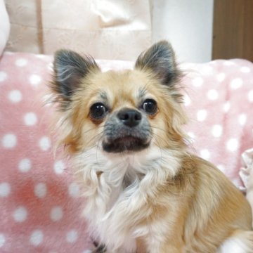 チワワ(ロング)【千葉県・男の子・2024年7月5日・フォーンホワイト】の写真「穏やか優しいおっとりな甘えん坊さん♡血統も良いです」