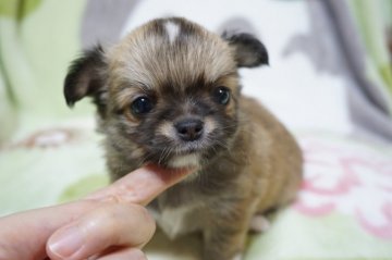 チワワ(ロング)【千葉県・男の子・2018年10月31日・フォーン&ホワイト】の写真「優しいお顔のとても可愛い子です」