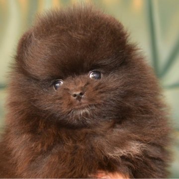 ポメラニアン【鹿児島県・男の子・2024年7月14日・ブラック】の写真「もふもふ黒ポメ君」