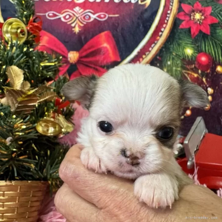 うに 様のお迎えした子犬