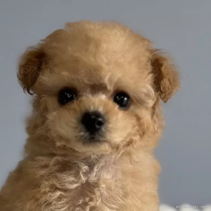 ちーろ 様のお迎えした子犬