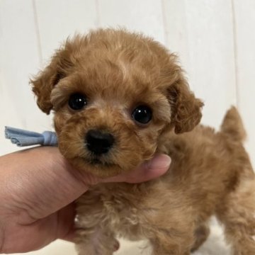 トイプードル(タイニー)【徳島県・男の子・2023年4月30日・アプリコット】の写真「お目目クリクリ♥️アプリコットの男の子♥️」